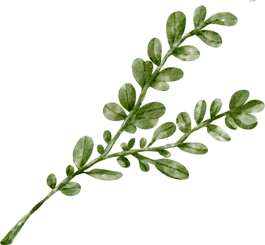 watercolor oregano