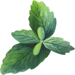 Watercolor mint leaf
