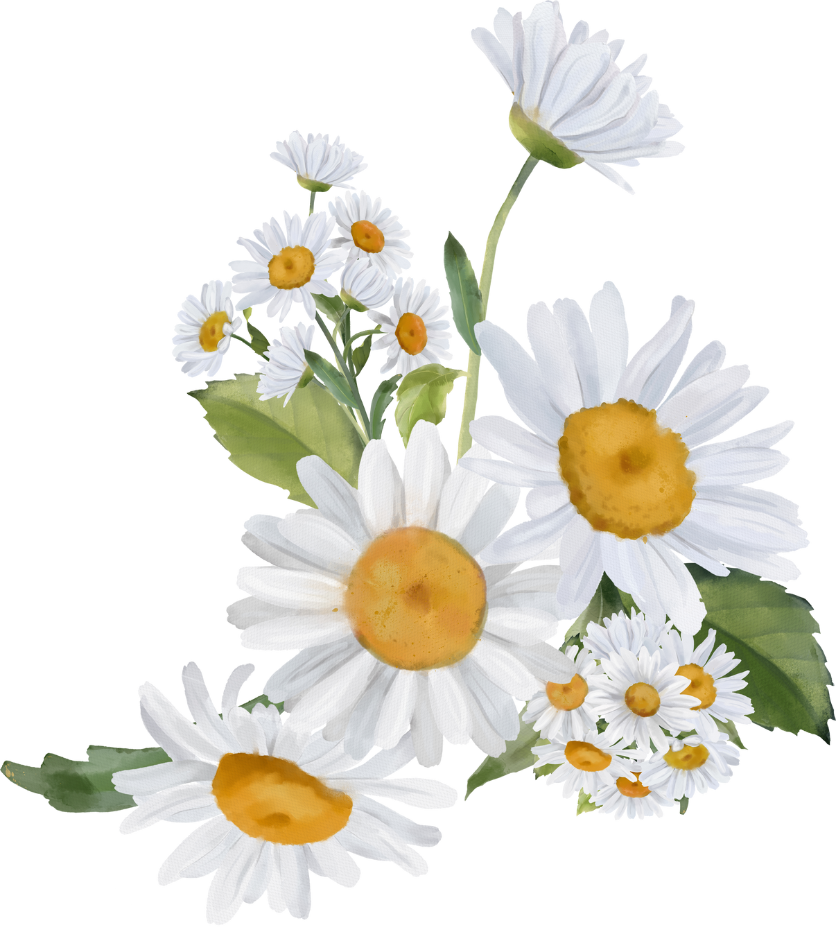 Watercolor chamomile bouquet